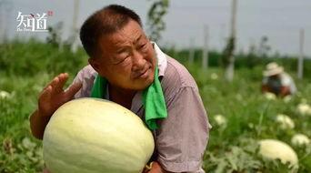 瓜农今日吃瓜网,揭秘瓜农生活，共享田园乐趣