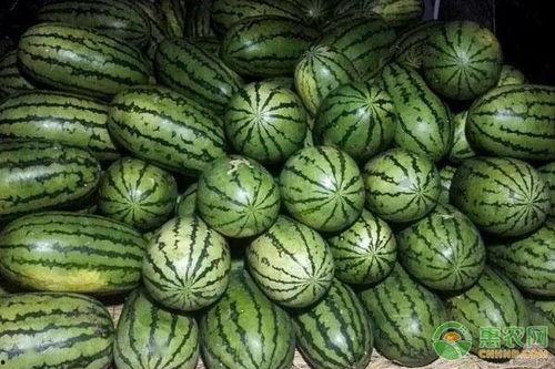甘肃美都瓜今日行情,丰收喜人，价格稳中有升