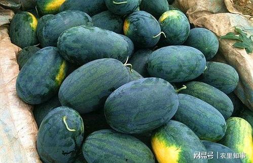 长时间吃黑瓜好吗,长期食用黑瓜的健康益处与注意事项