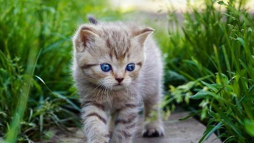 猫瓜草今日价格表,市场行情一览