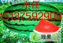今日新疆瓜价多少钱,甜蜜价格揭晓