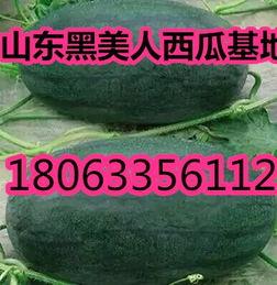 甜王二茬瓜今日行情,丰收喜人，价格稳中有升”