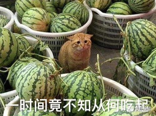 黑爆料吃瓜网,娱乐圈幕后真相大曝光！