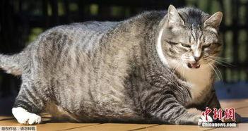 51今日吃瓜必吃胖猫,胖猫美食大揭秘，让你吃出健康与快乐！