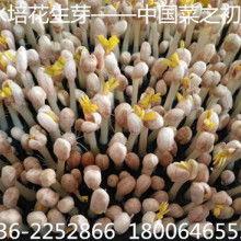 佛手瓜批发价格今日最新,市场行情波动，价格走势分析”