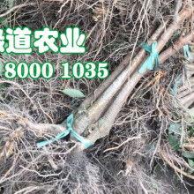 白瓜价格最新消息今日,最新市场行情解析
