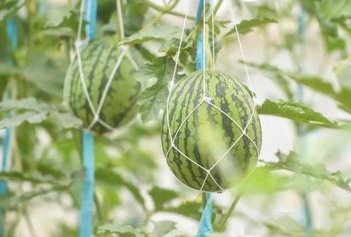 今日15个瓜,娱乐圈风云再起，揭秘幕后真相
