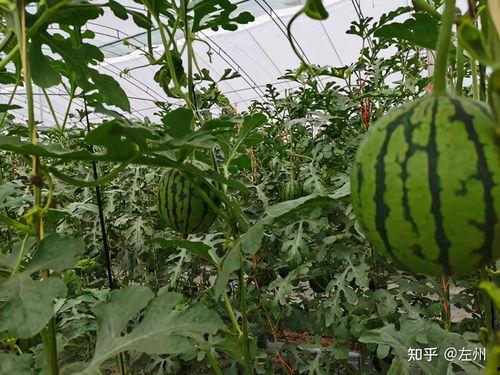河南万帮今日小吊瓜批发价格
