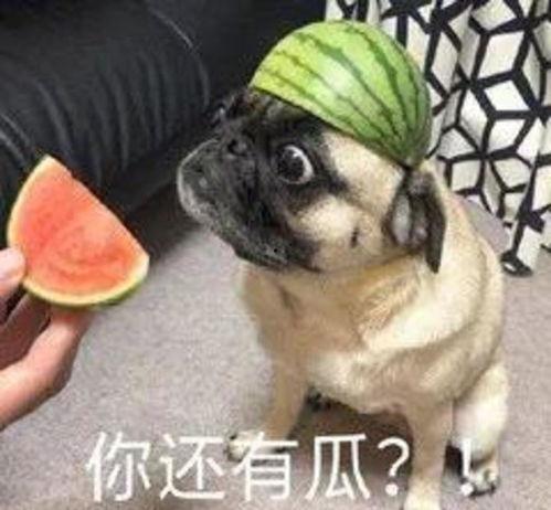 大黑牛吃瓜,揭秘娱乐圈的甜蜜与苦涩