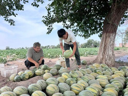 大黑牛吃瓜,揭秘娱乐圈的甜蜜与苦涩