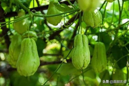 佛手瓜价格今日价格