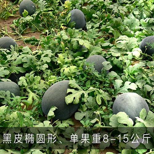麒麟瓜没黑籽吗怎么吃,轻松享受美味