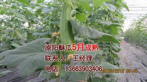 今日嫩瓜价格行情最新消息,今日最新动态一览