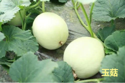 江扁瓜今日价格,市场波动下的行情解析