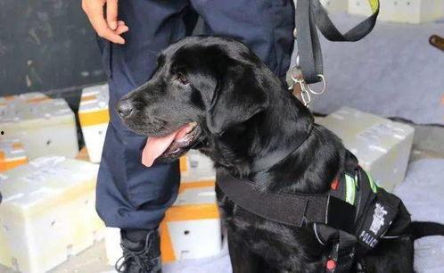 吃瓜黑料爆料门事件警犬,警犬如何助力事件侦破