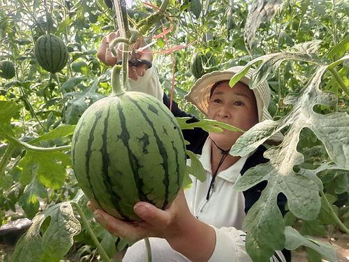海南小吊瓜今日价格行情,丰收季里的甜蜜波动