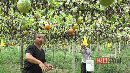 海南小吊瓜今日价格行情,丰收季里的甜蜜波动