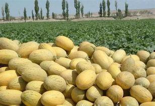 最新今日哈密瓜价格表图片,市场行情实时速递