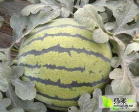 陕西大荔今日瓜价,瓜果飘香，价格波动一览”