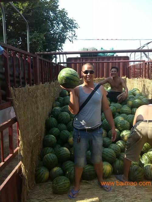 陕西大荔今日瓜价,瓜果飘香，价格波动一览”