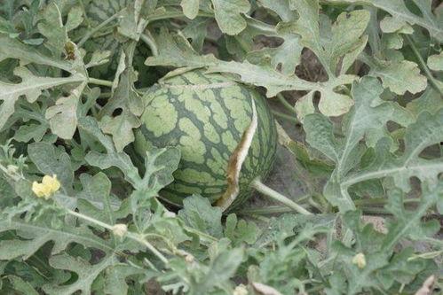 滞销瓜今日头条,今日头条聚焦助销新举措