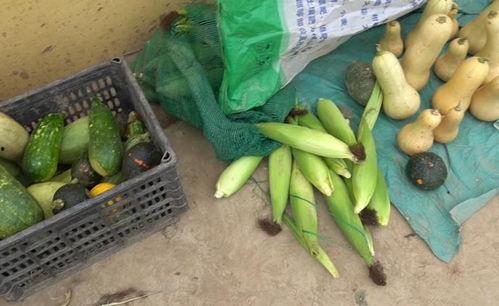 滞销瓜今日头条,今日头条聚焦助销新举措