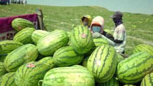 滞销瓜今日头条,今日头条聚焦助销新举措