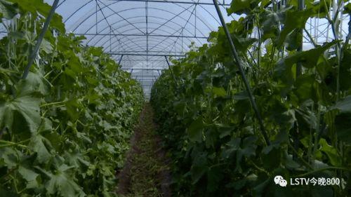 西昌今日吃瓜,瓜田里的新鲜事儿