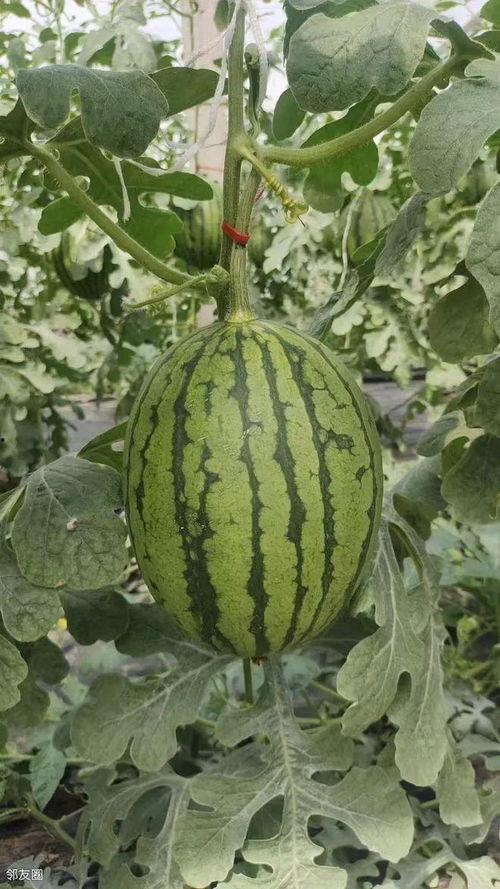 今日庞各庄小吊瓜售价