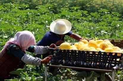 今日民勤瓜行情,今日瓜果飘香，价格波动解析