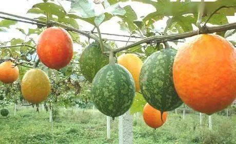 山东吊瓜今日价格,市场行情实时解析