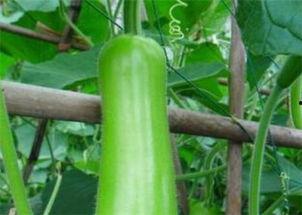 今日葫芦瓜价格,市场行情一览”