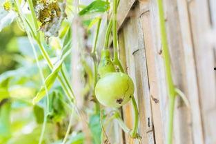今日葫芦瓜价格,市场行情一览”