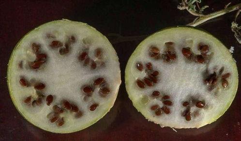 吃葫芦瓜会出现黑便便吗,葫芦瓜摄入与黑便现象揭秘