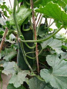 传统黑吊瓜怎么吃,传统黑吊瓜的多样食法揭秘