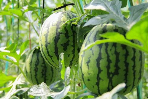 今日吃瓜吃最新最真的瓜,真相大白，网友热议不断