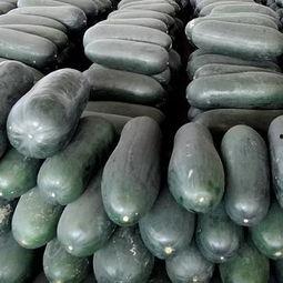 吃黑瓜群,探寻“吃黑瓜群”背后的美食奥秘与社交风情