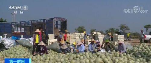 乐东哈密瓜今日收购价格,行情波动，果农收益几何？”