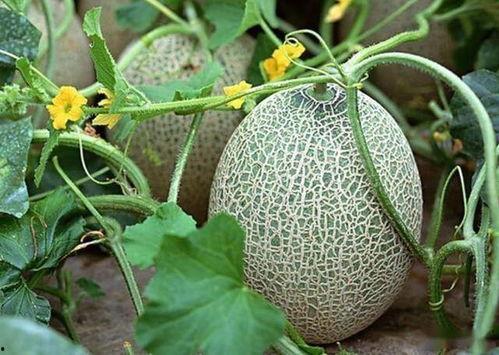 乐东哈密瓜今日收购价格,行情波动，果农收益几何？”