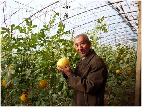 万邦小吊瓜今日行情,价格波动与市场动态一览