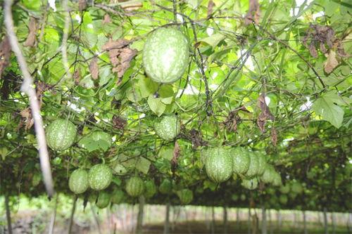 万邦小吊瓜今日行情,价格波动与市场动态一览