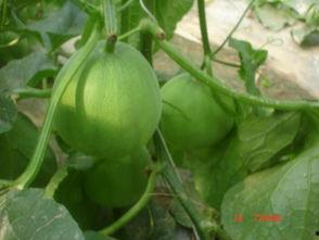 唐山毛瓜价格今日,供需变化下的市场动态解析”