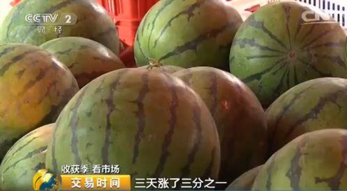 唐山毛瓜价格今日,供需变化下的市场动态解析”