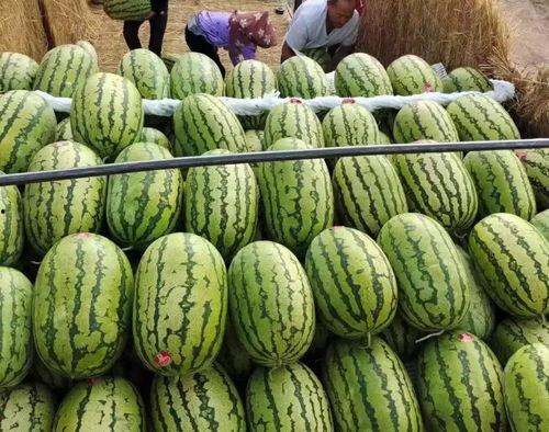 2024年毛瓜今日价格,今日行情一览”