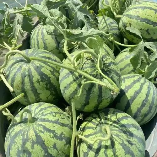 2024年毛瓜今日价格,今日行情一览”