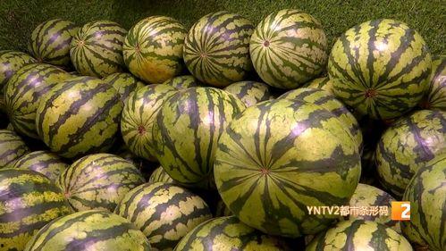 云南芒市麒麟瓜今日价位