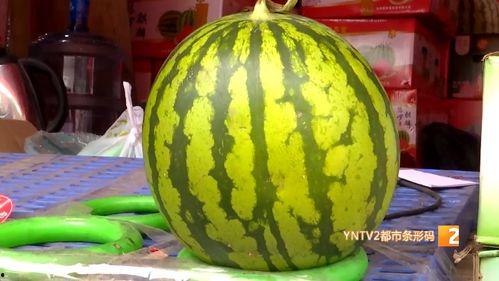 云南芒市麒麟瓜今日价位