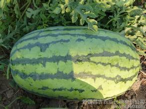 今日瓜金城西瓜价格,金城西瓜价格今日行情一览