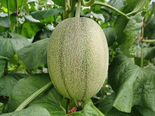 海沙蜜瓜今日价格表,甜蜜诱惑，品质生活新选择