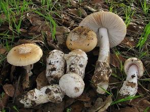 蘑菇视频黑料吃瓜大全,吃瓜大全深度解析